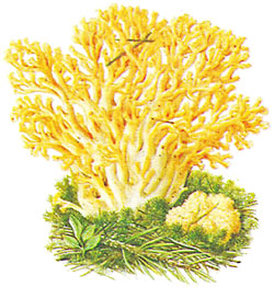 Goldgelbe Koralle - Goldener Ziegenbart  - Bildquelle: Ernst Klett Verlag 